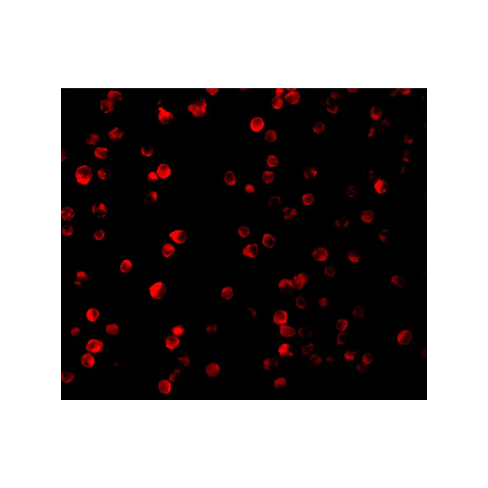 ProSci 3493_S Raptor Antibody, ProSci, 0.02 mg/Unit Tertiary Image