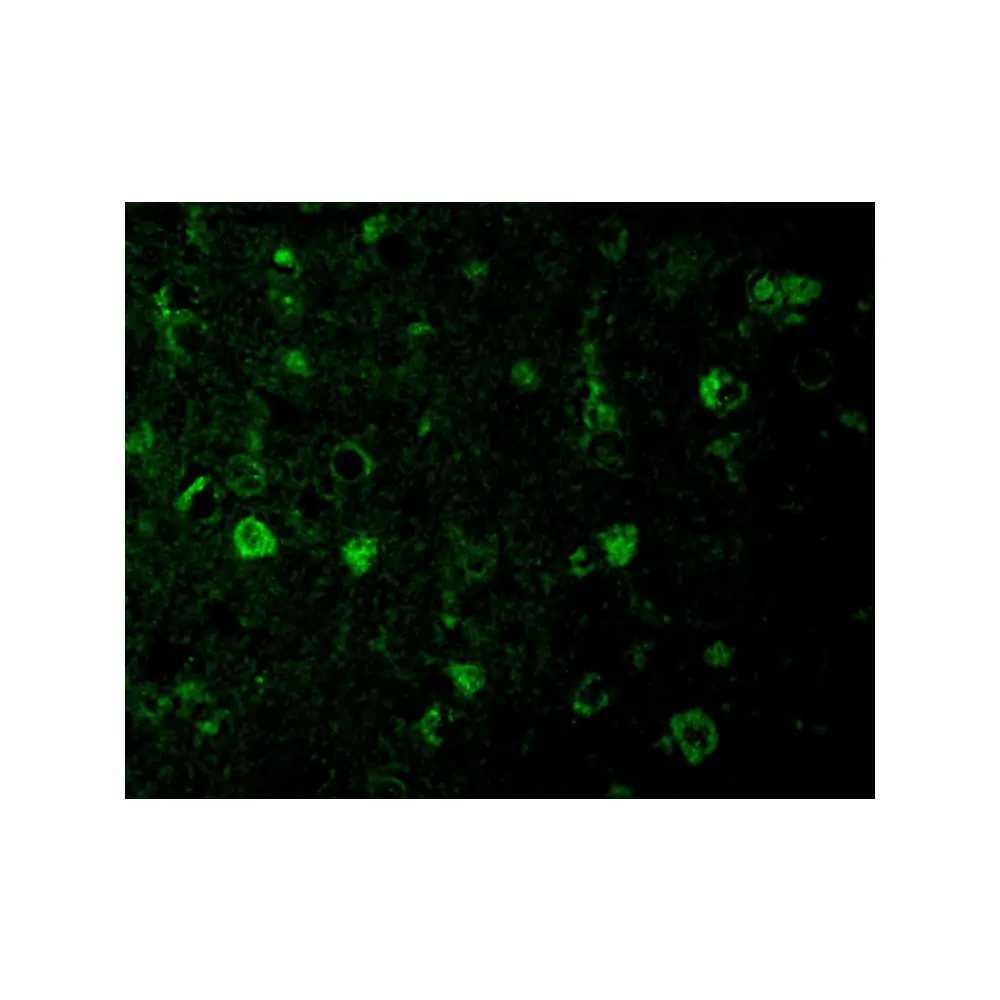 ProSci 3501 Rheb Antibody, ProSci, 0.1 mg/Unit Tertiary Image