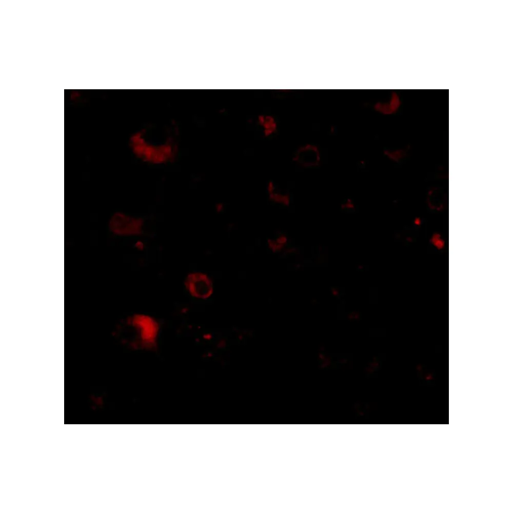 ProSci 4609 Rim2 Antibody, ProSci, 0.1 mg/Unit Tertiary Image