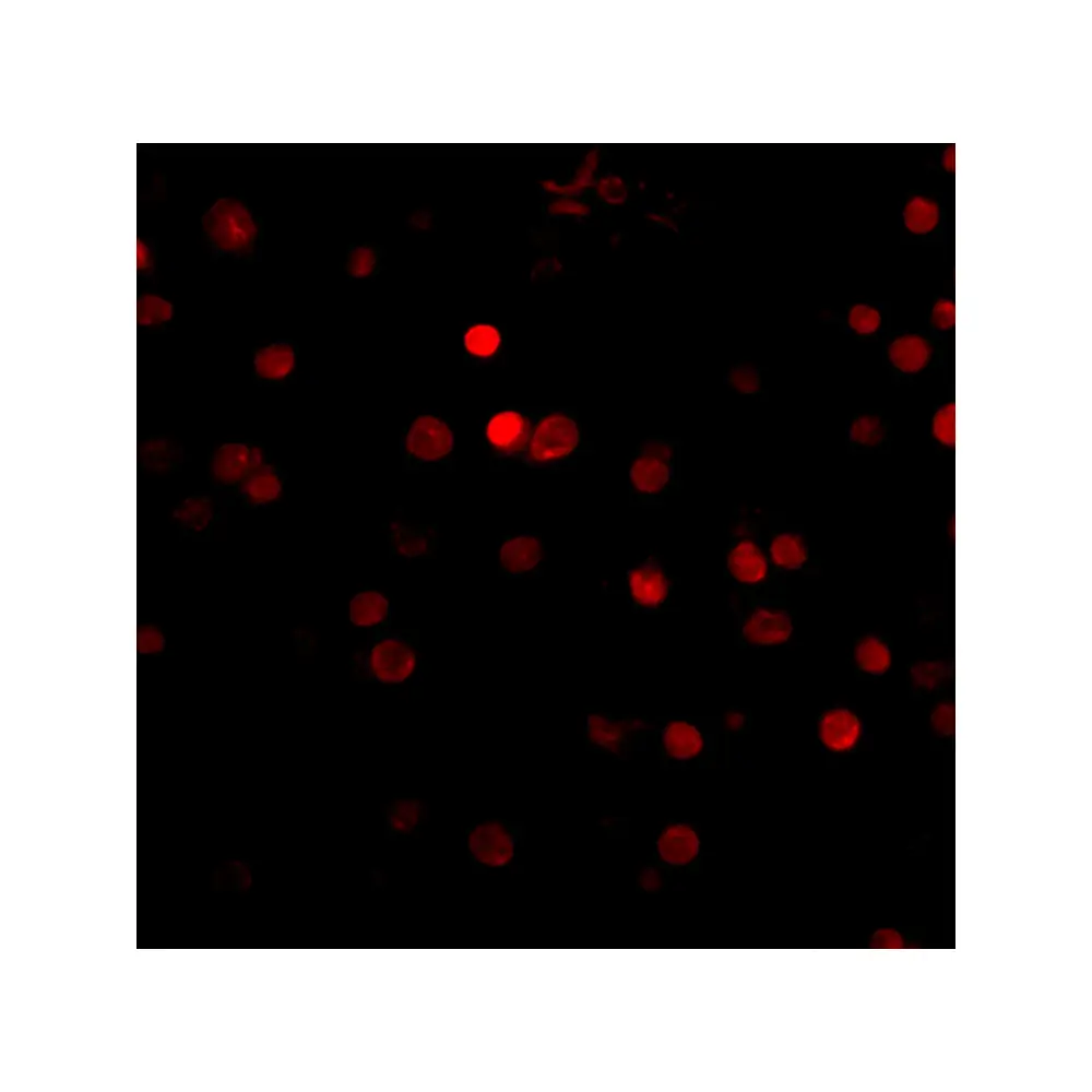 ProSci 4471_S Rim3 Antibody, ProSci, 0.02 mg/Unit Tertiary Image