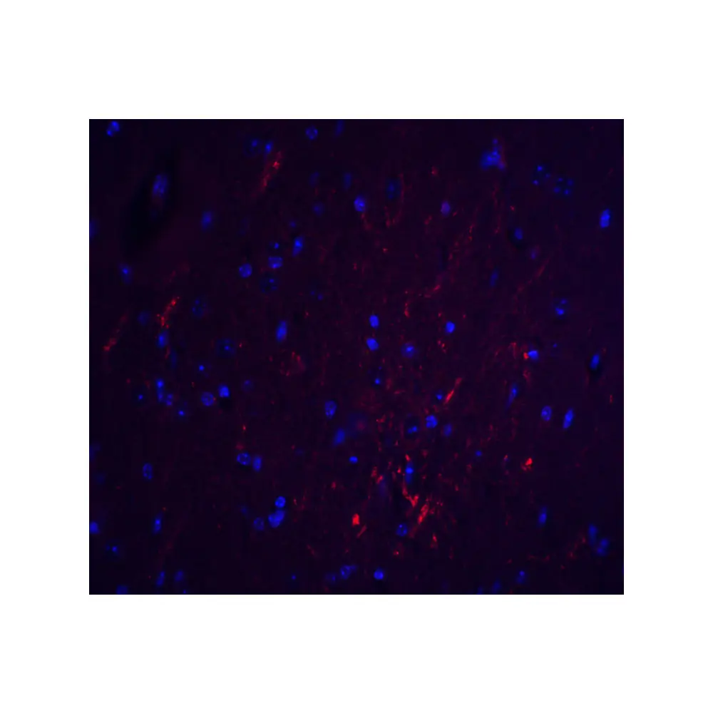 ProSci 8229 S1PR2 Antibody, ProSci, 0.1 mg/Unit Tertiary Image
