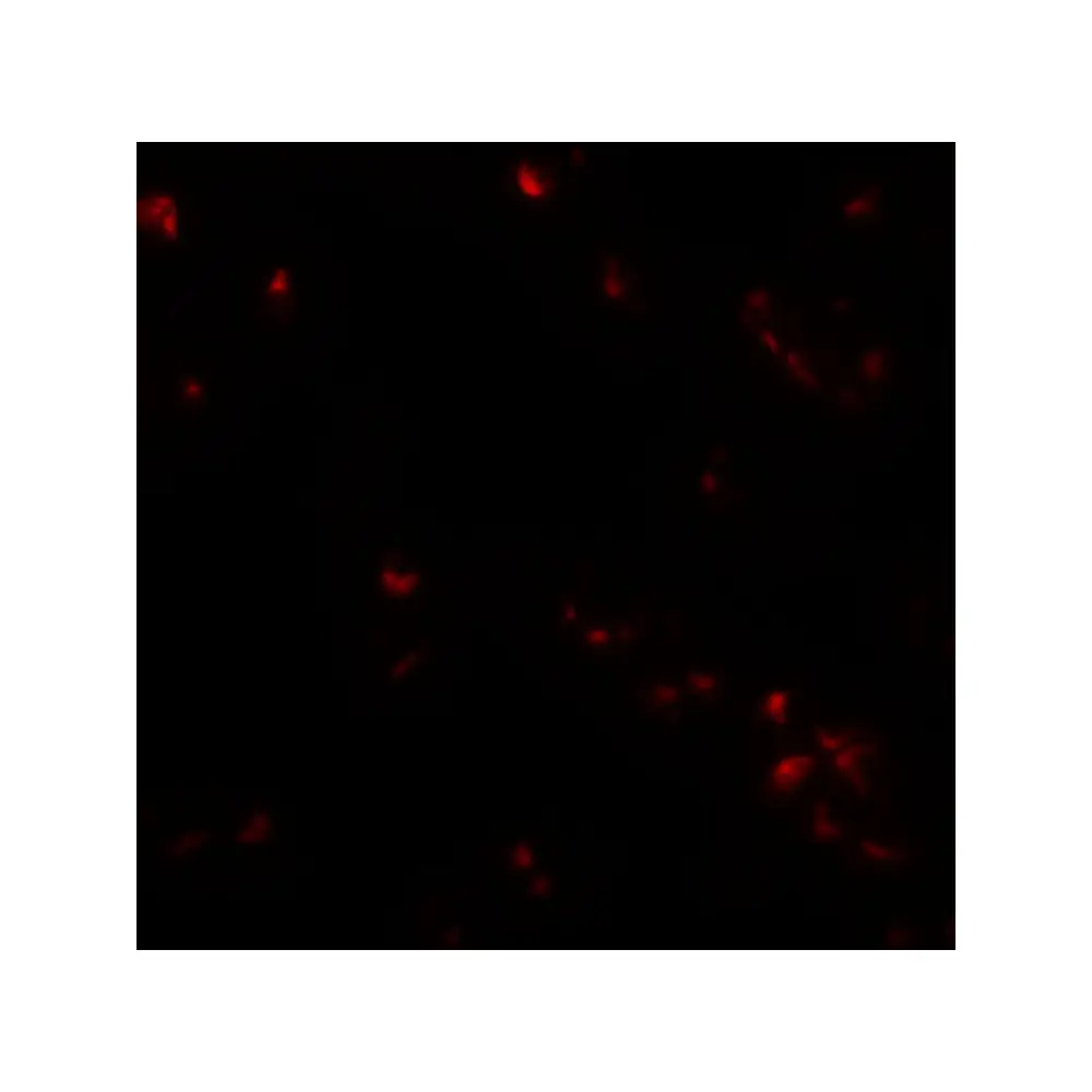 ProSci 5751 SAE2 Antibody, ProSci, 0.1 mg/Unit Tertiary Image