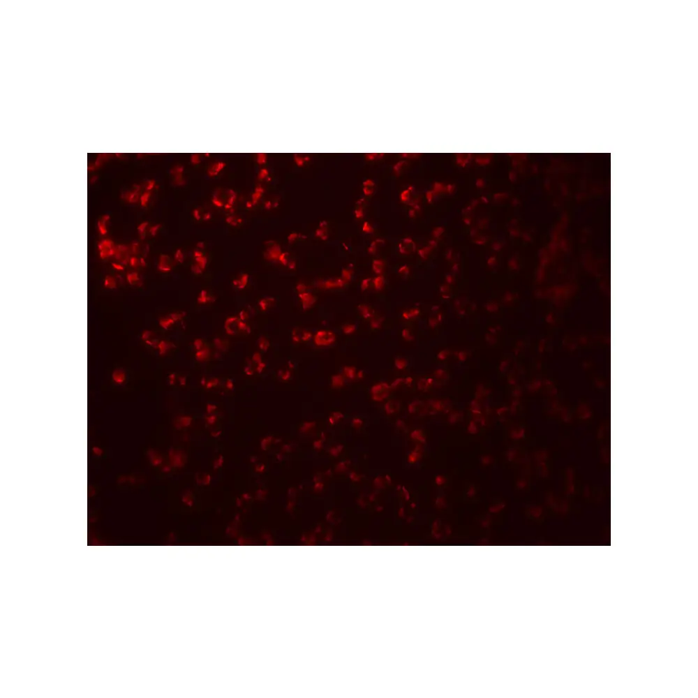 ProSci 8007 SAMHD1 Antibody, ProSci, 0.1 mg/Unit Quaternary Image