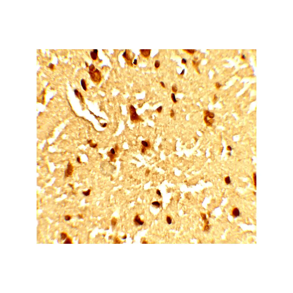 ProSci 8007_S SAMHD1 Antibody, ProSci, 0.02 mg/Unit Tertiary Image