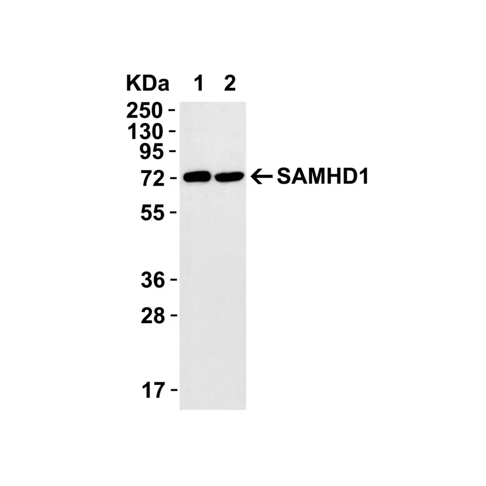 ProSci 8007 SAMHD1 Antibody, ProSci, 0.1 mg/Unit Secondary Image