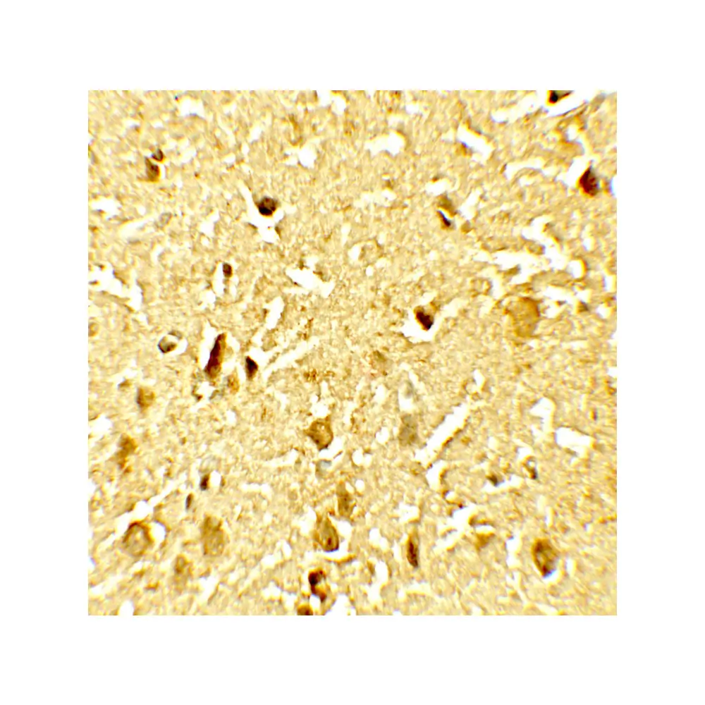 ProSci 8005_S SAMHD1 (phospho Thr592) Antibody, ProSci, 0.02 mg/Unit Tertiary Image