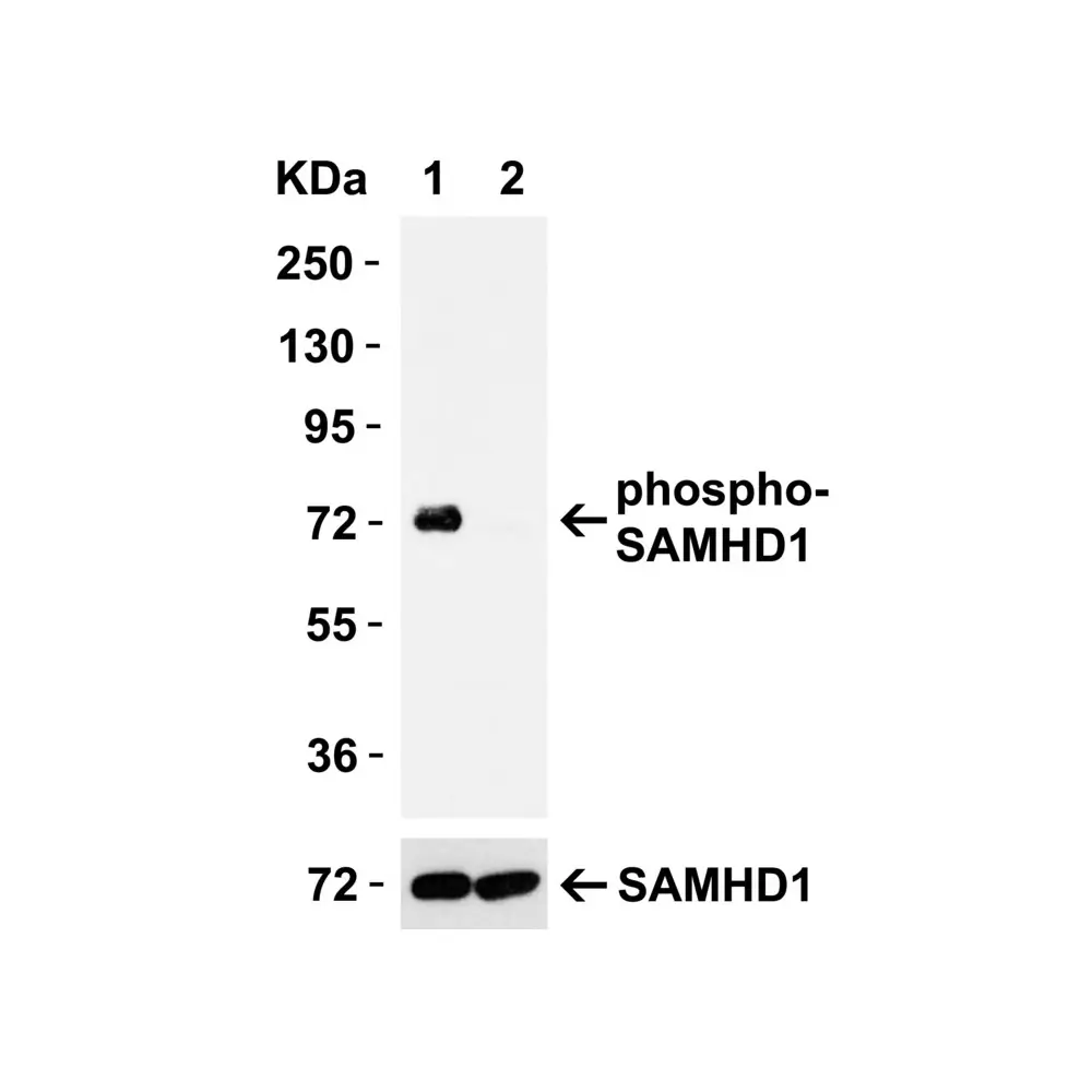 ProSci 8005_S SAMHD1 (phospho Thr592) Antibody, ProSci, 0.02 mg/Unit Secondary Image