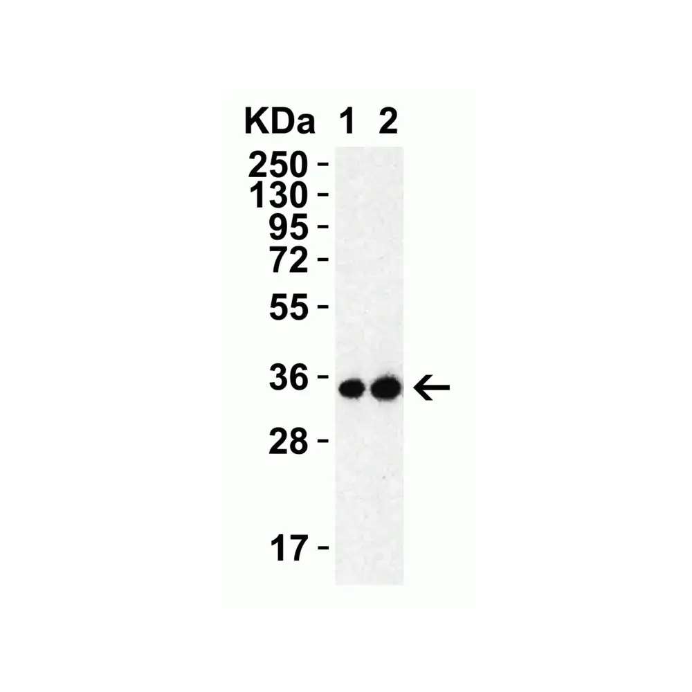 ProSci 9151_S SARS-CoV-2 (COVID-19) 3CL-PRO (NSP5) Antibody, ProSci, 0.02 mg/Unit Secondary Image