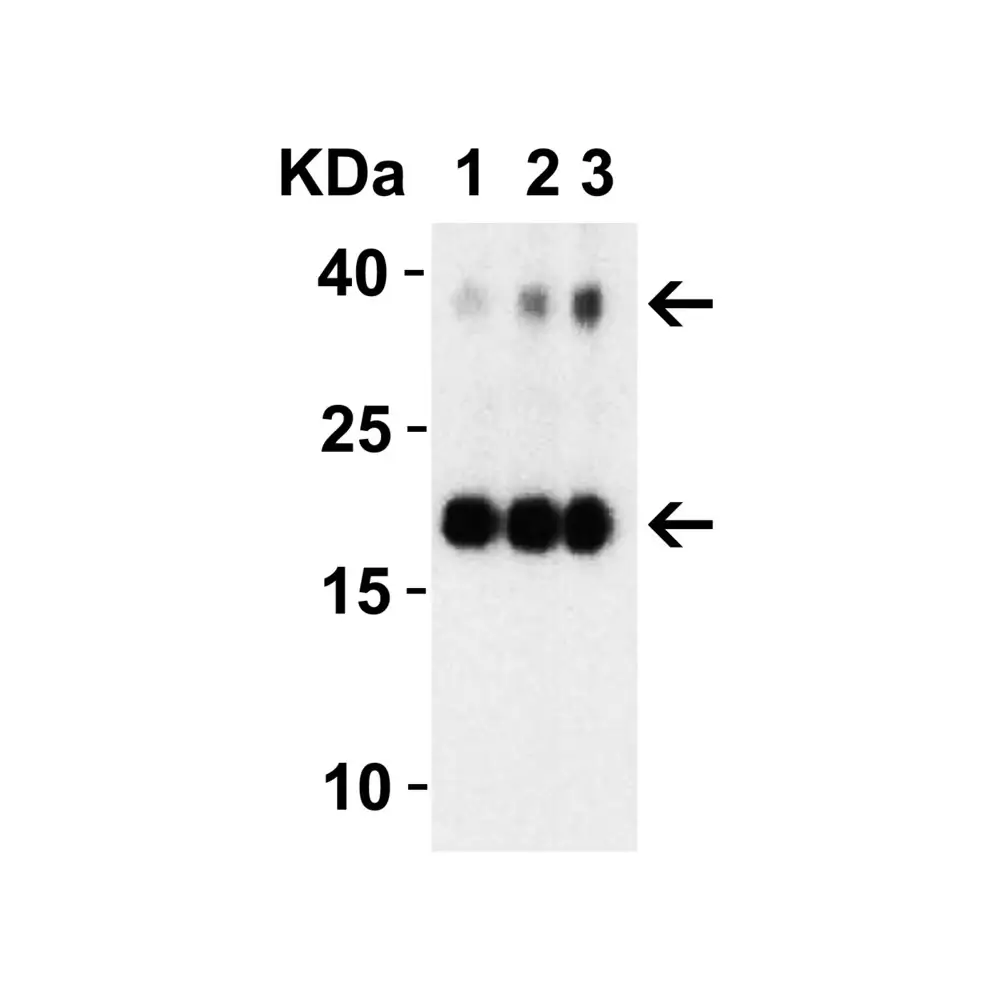 ProSci 9179_S SARS-CoV-2 (COVID-19) NSP10 Antibody, ProSci, 0.02 mg/Unit Tertiary Image