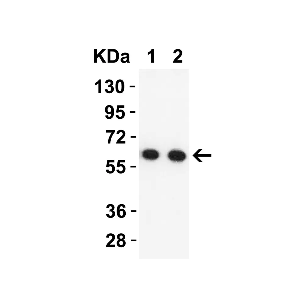 ProSci 9271_S SARS-CoV-2 (COVID-19) NSP16 Antibody, ProSci, 0.02 mg/Unit Tertiary Image