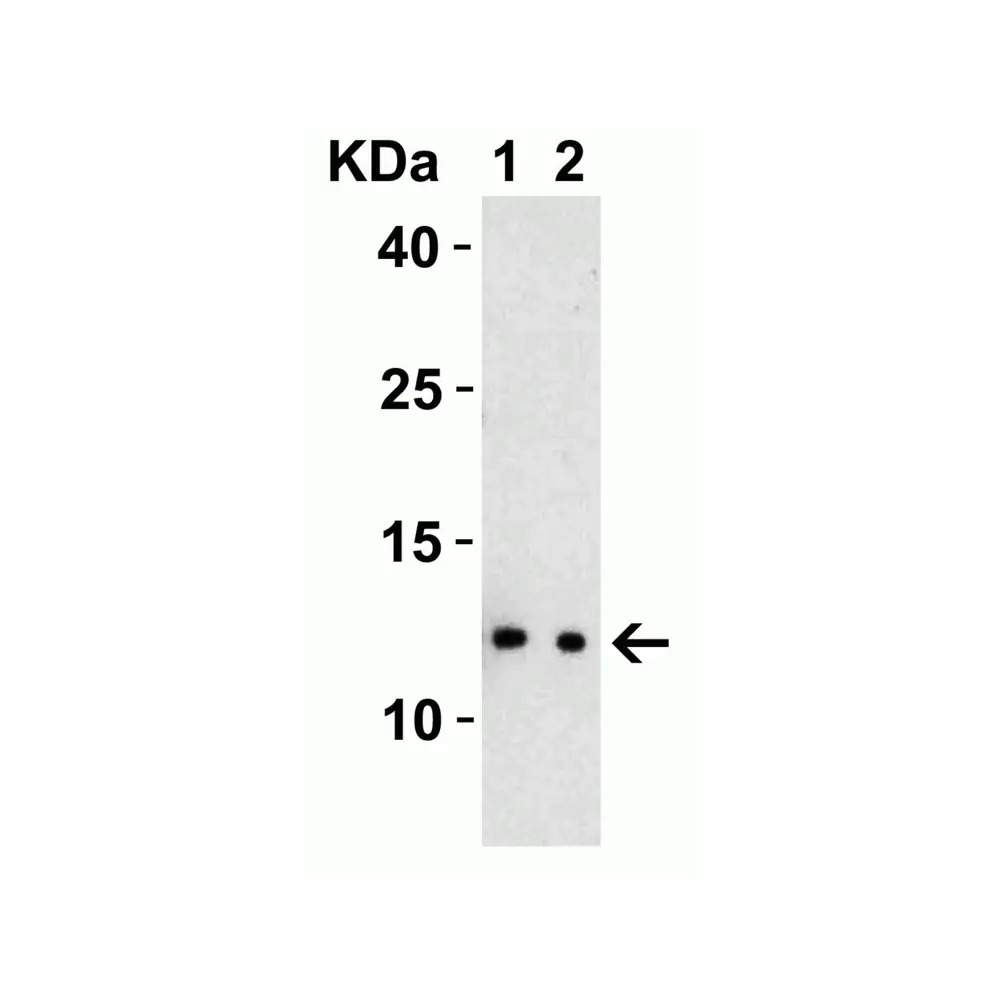 ProSci 9167 SARS-CoV-2 (COVID-19) NSP8 Antibody, ProSci, 0.1 mg/Unit Secondary Image