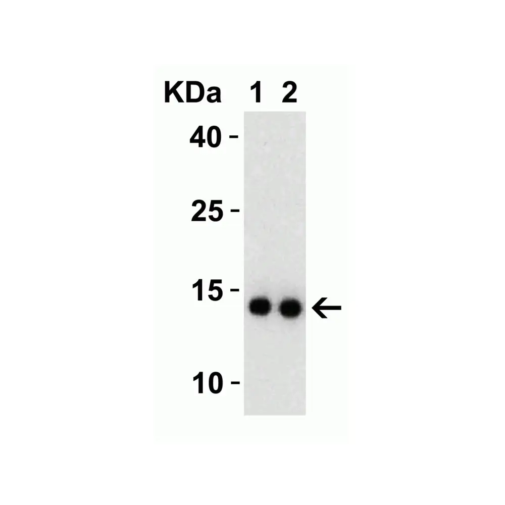 ProSci 9163 SARS-CoV-2 (COVID-19) NSP9 Antibody, ProSci, 0.1 mg/Unit Secondary Image