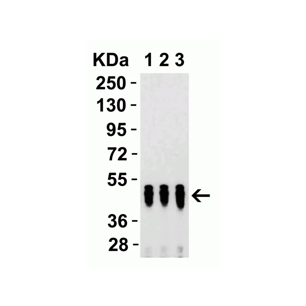 ProSci 9103 SARS-CoV-2 (COVID-19) Nucleocapsid Antibody, ProSci, 0.1 mg/Unit Secondary Image