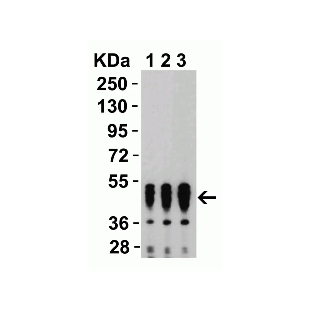 ProSci 9099 SARS-CoV-2 (COVID-19) Nucleocapsid Antibody, ProSci, 0.1 mg/Unit Quaternary Image