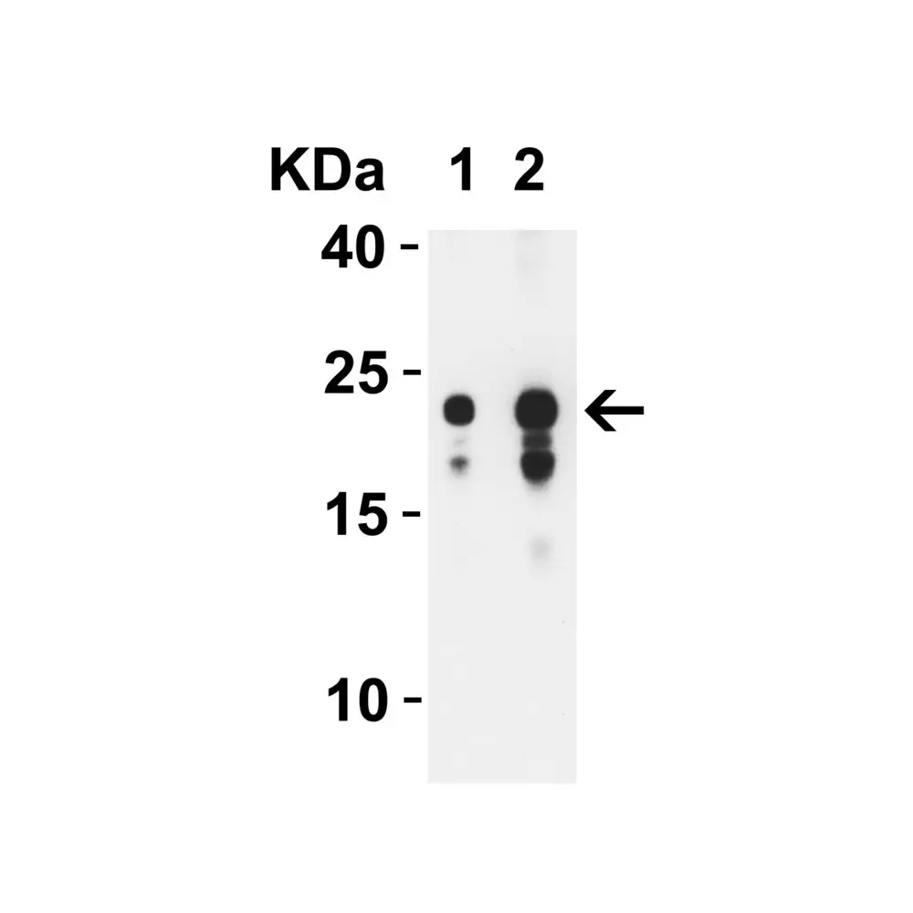ProSci 9277 SARS-CoV-2 (COVID-19) ORF3b Antibody, ProSci, 0.1 mg/Unit Secondary Image