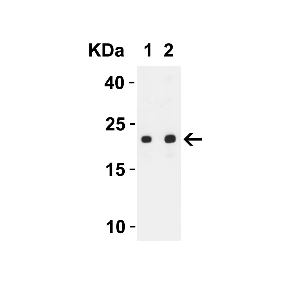 ProSci 9279 SARS-CoV-2 (COVID-19) ORF3b Antibody, ProSci, 0.1 mg/Unit Tertiary Image
