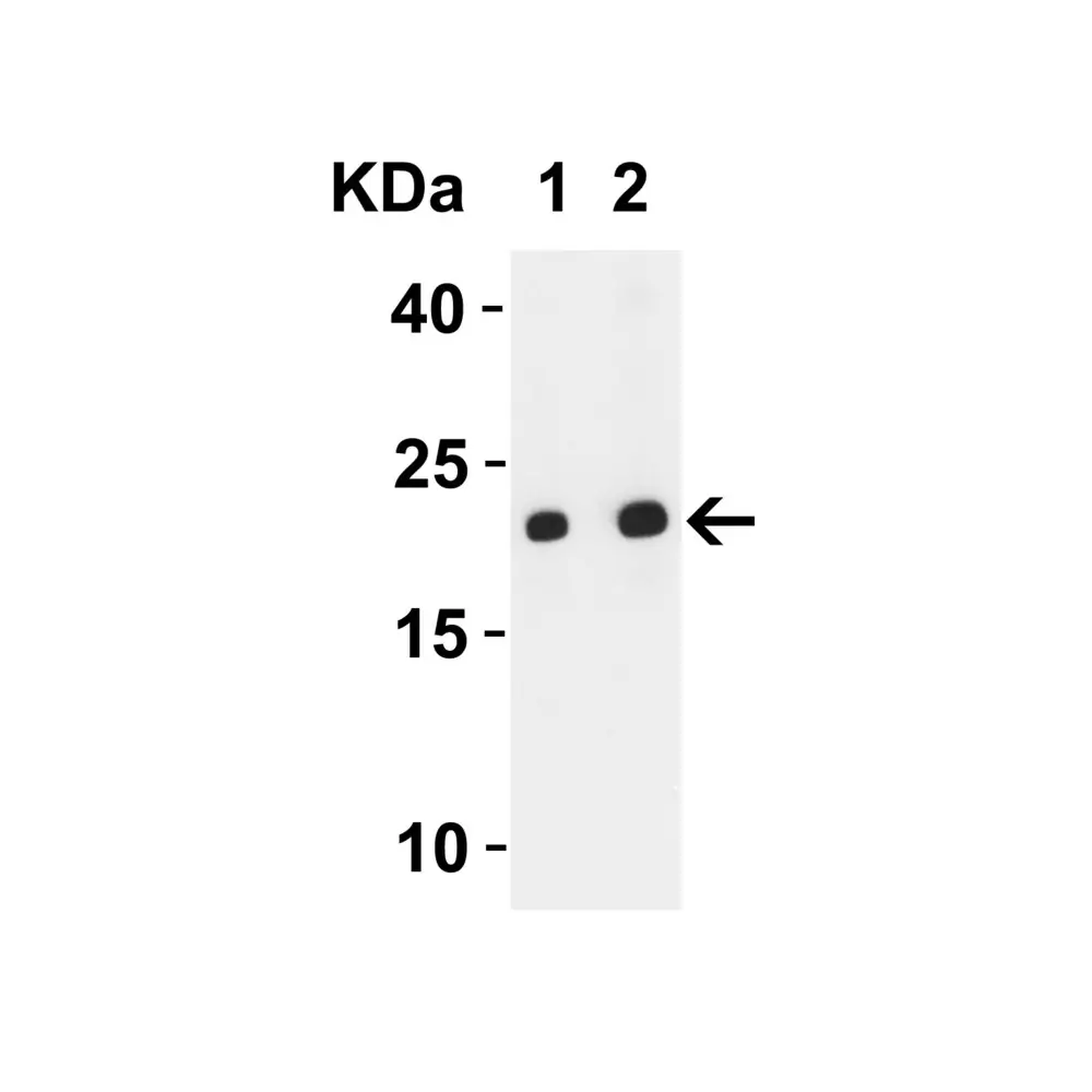ProSci 9281 SARS-CoV-2 (COVID-19) ORF3b Antibody, ProSci, 0.1 mg/Unit Secondary Image