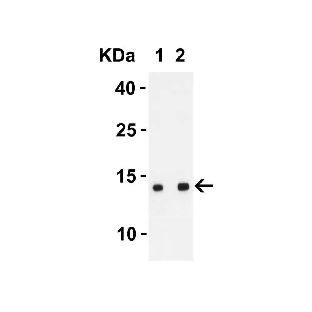 ProSci 9289_S SARS-CoV-2 (COVID-19) ORF8 Antibody, ProSci, 0.02 mg/Unit Primary Image