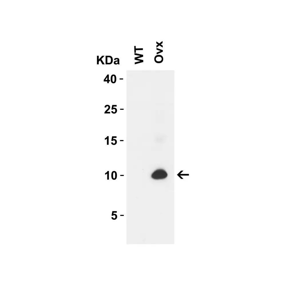 ProSci 9291 SARS-CoV-2 (COVID-19) ORF9c Antibody, ProSci, 0.1 mg/Unit Primary Image