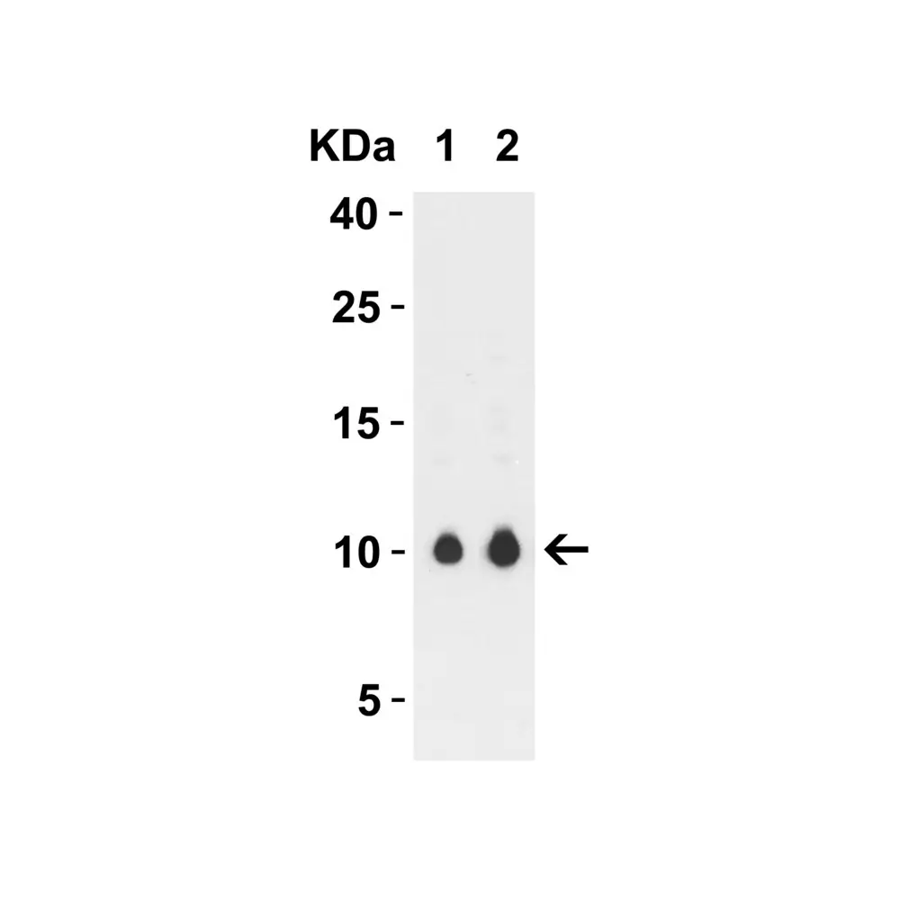 ProSci 9291 SARS-CoV-2 (COVID-19) ORF9c Antibody, ProSci, 0.1 mg/Unit Secondary Image