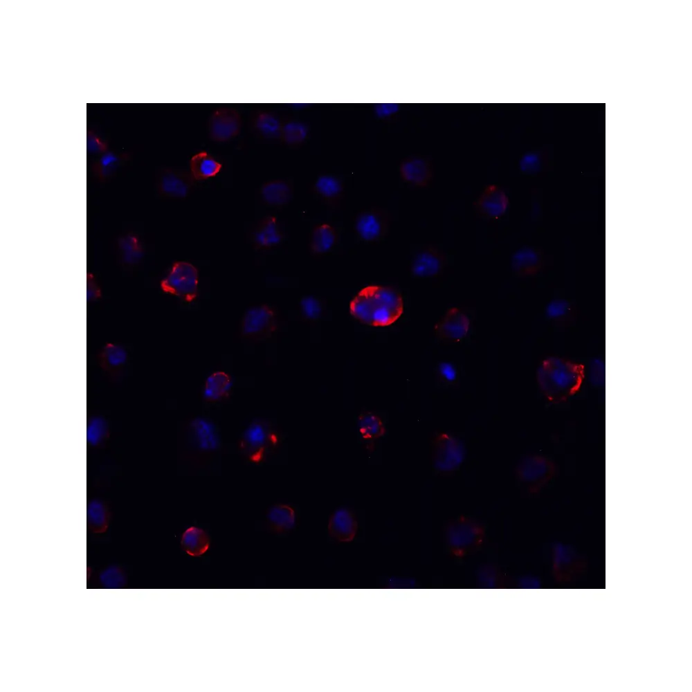 ProSci PM-9428_S SARS-CoV-2 (COVID-19) Spike S2 Antibody [4F10], ProSci, 0.02 mg/Unit Tertiary Image