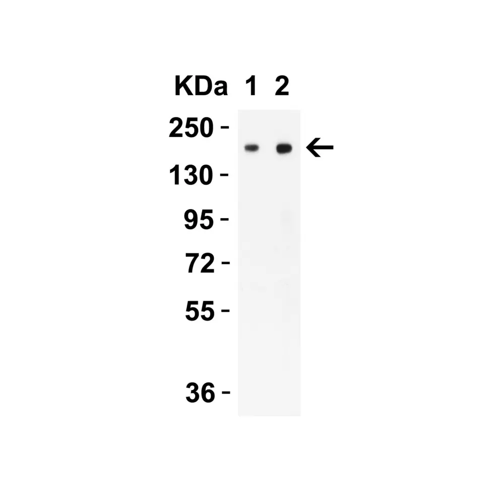 ProSci PM-9428_S SARS-CoV-2 (COVID-19) Spike S2 Antibody [4F10], ProSci, 0.02 mg/Unit Secondary Image