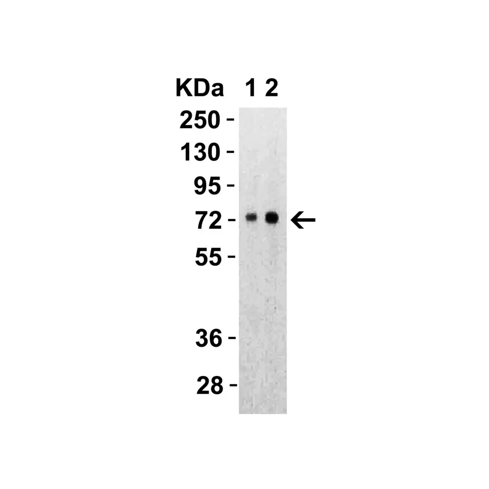 ProSci 9119 SARS-CoV-2 (COVID-19) Spike S2 Antibody, ProSci, 0.1 mg/Unit Primary Image