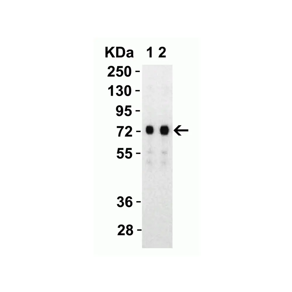ProSci 9123_S SARS-CoV-2 (COVID-19) Spike S2 Antibody, ProSci, 0.02 mg/Unit Tertiary Image