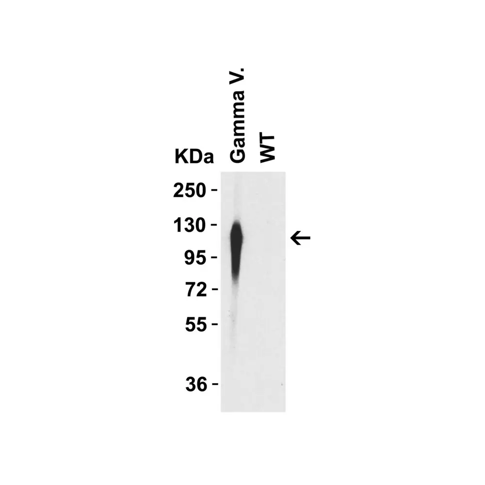 ProSci 9573_S SARS-CoV-2 Spike P26S Antibody (Gamma Variant), ProSci, 0.02 mg/Unit Tertiary Image