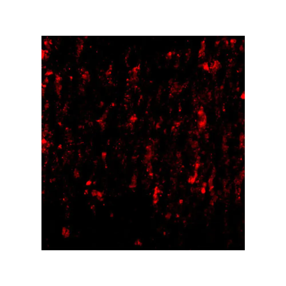 ProSci 4627_S SATB2 Antibody, ProSci, 0.02 mg/Unit Tertiary Image