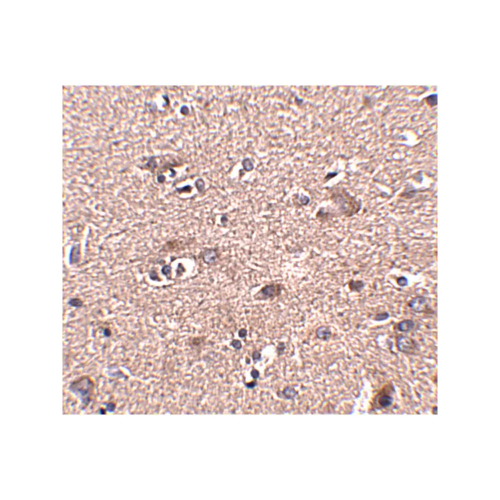 ProSci 5289 SCAMP4 Antibody, ProSci, 0.1 mg/Unit Secondary Image