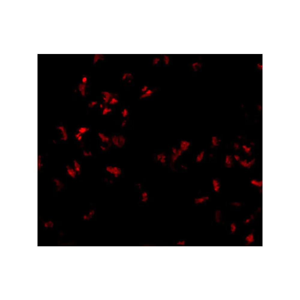 ProSci 5259_S SCARA5 Antibody, ProSci, 0.02 mg/Unit Tertiary Image