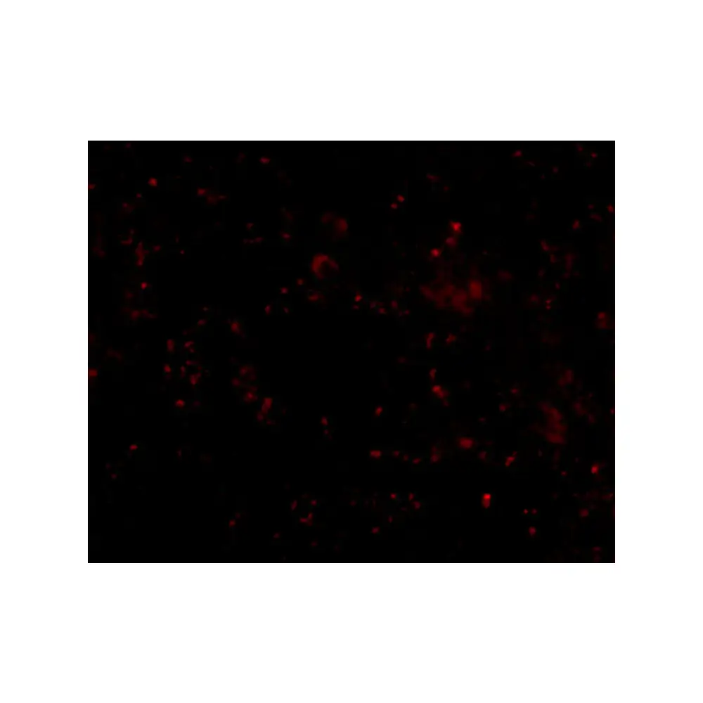 ProSci 5193 SCARB1 Antibody, ProSci, 0.1 mg/Unit Tertiary Image