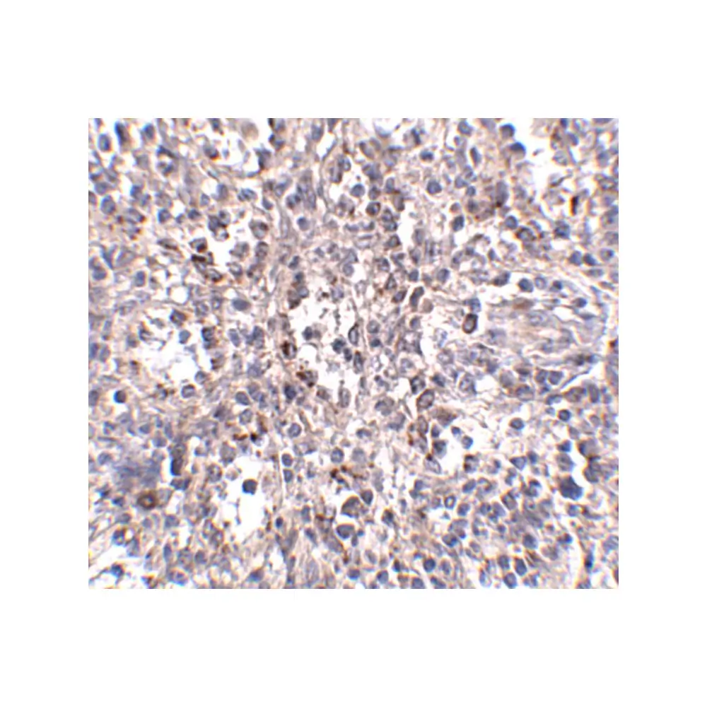 ProSci 5193 SCARB1 Antibody, ProSci, 0.1 mg/Unit Secondary Image