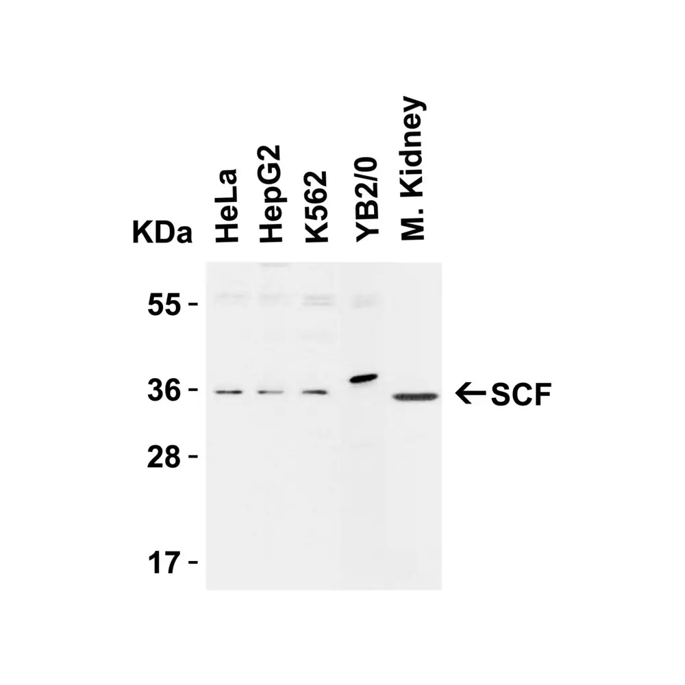ProSci 5165 SCF Antibody, ProSci, 0.1 mg/Unit Primary Image