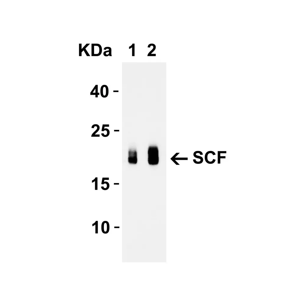 ProSci 5165_S SCF Antibody, ProSci, 0.02 mg/Unit Secondary Image