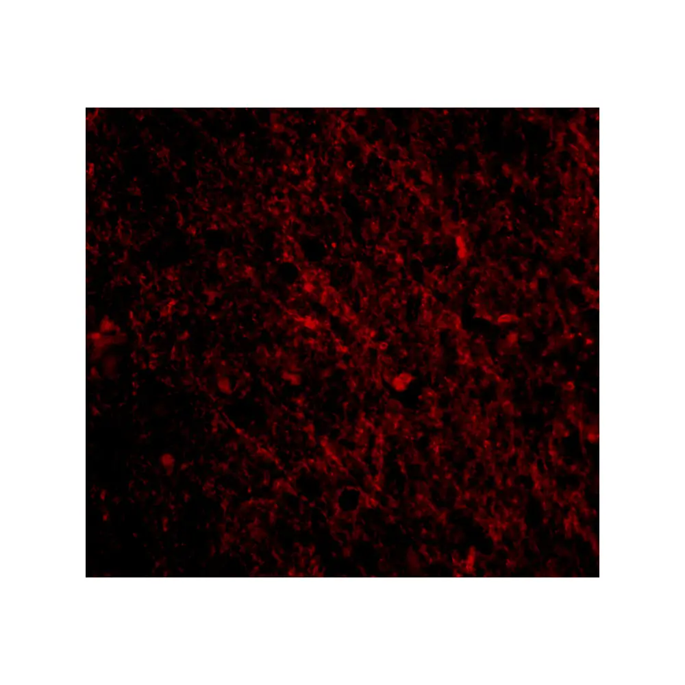 ProSci 4043_S SCO1 Antibody, ProSci, 0.02 mg/Unit Tertiary Image