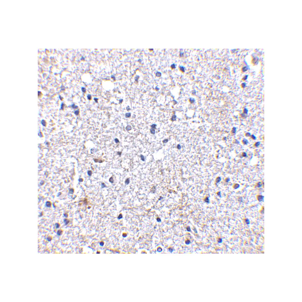 ProSci 4043_S SCO1 Antibody, ProSci, 0.02 mg/Unit Secondary Image