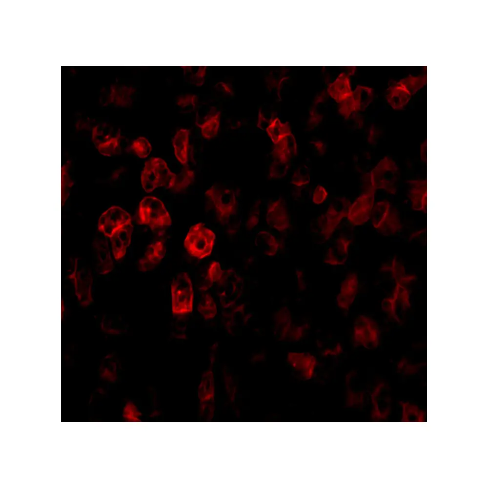 ProSci 4045_S SCO2 Antibody, ProSci, 0.02 mg/Unit Tertiary Image