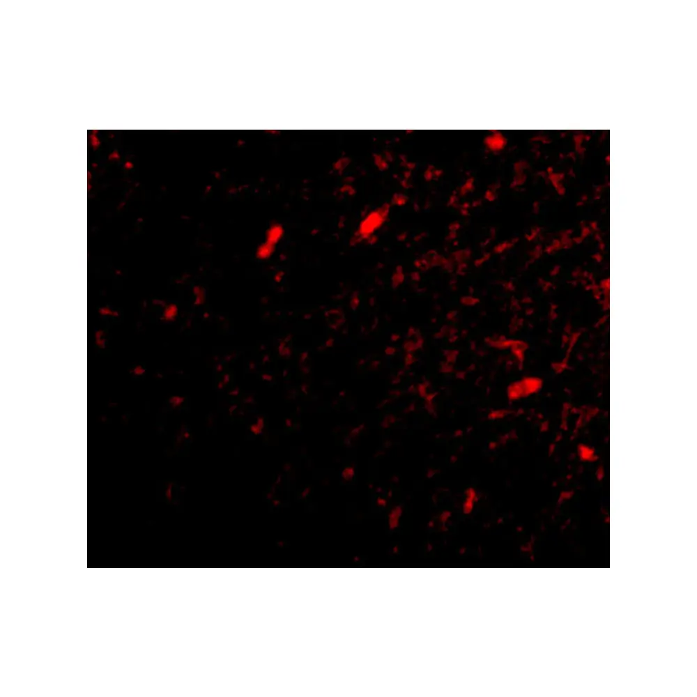 ProSci 4451_S SCRAPPER Antibody, ProSci, 0.02 mg/Unit Tertiary Image