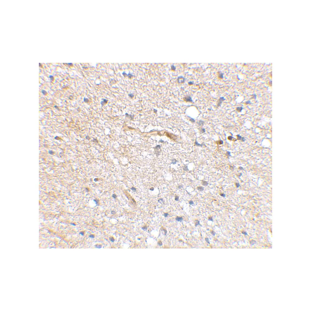 ProSci 4451_S SCRAPPER Antibody, ProSci, 0.02 mg/Unit Secondary Image