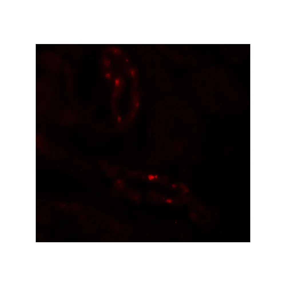 ProSci 7003 SCUBE3 Antibody, ProSci, 0.1 mg/Unit Secondary Image