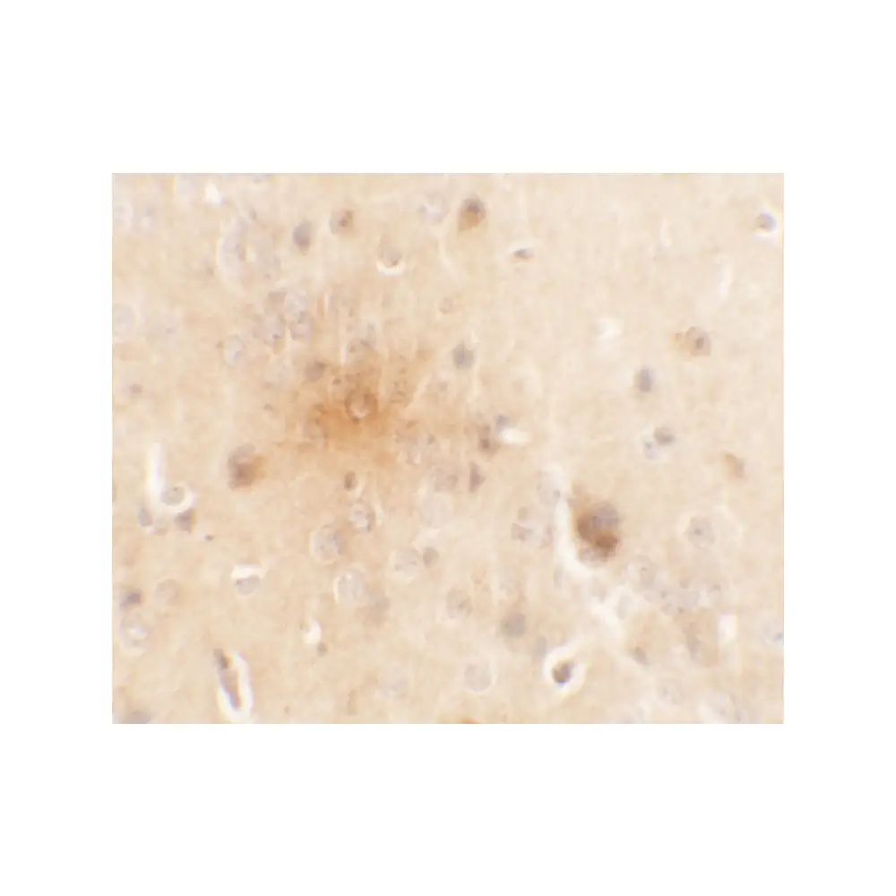 ProSci 6471_S SEC62 Antibody, ProSci, 0.02 mg/Unit Secondary Image