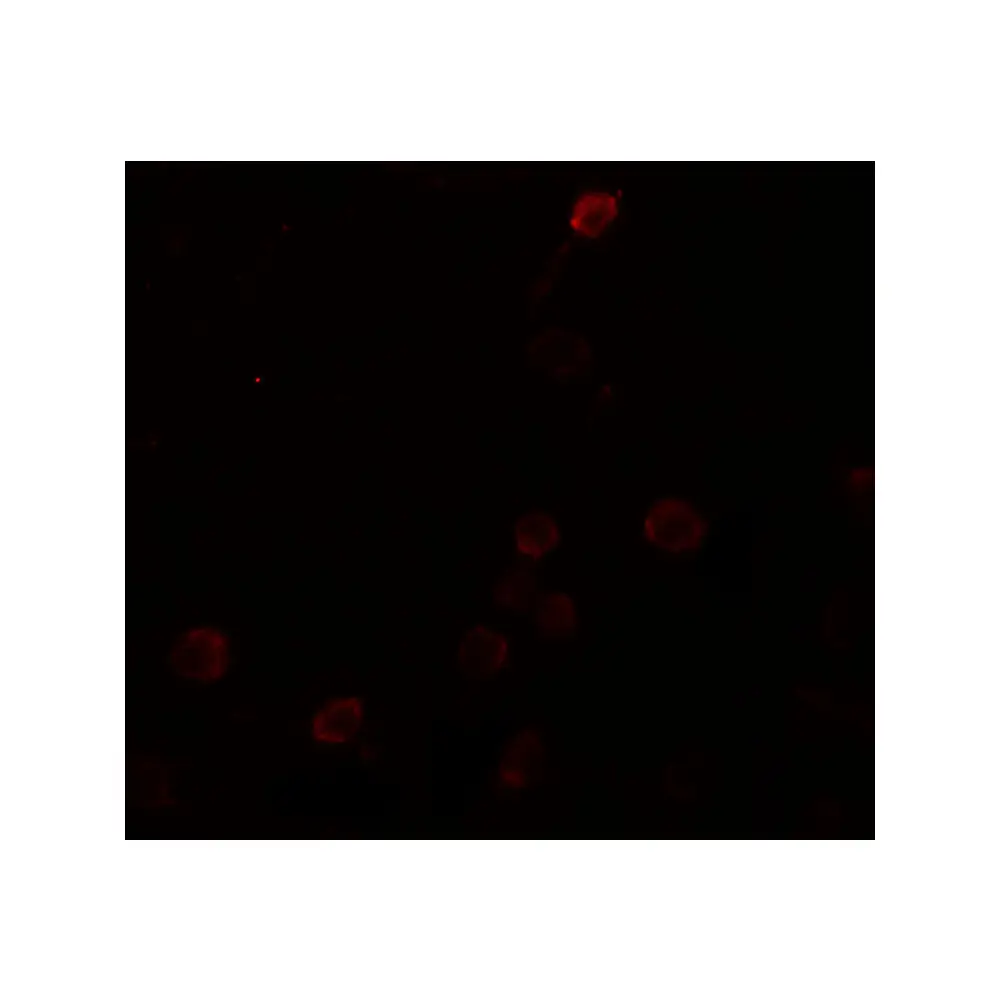 ProSci 6903 SEPT1 Antibody, ProSci, 0.1 mg/Unit Tertiary Image