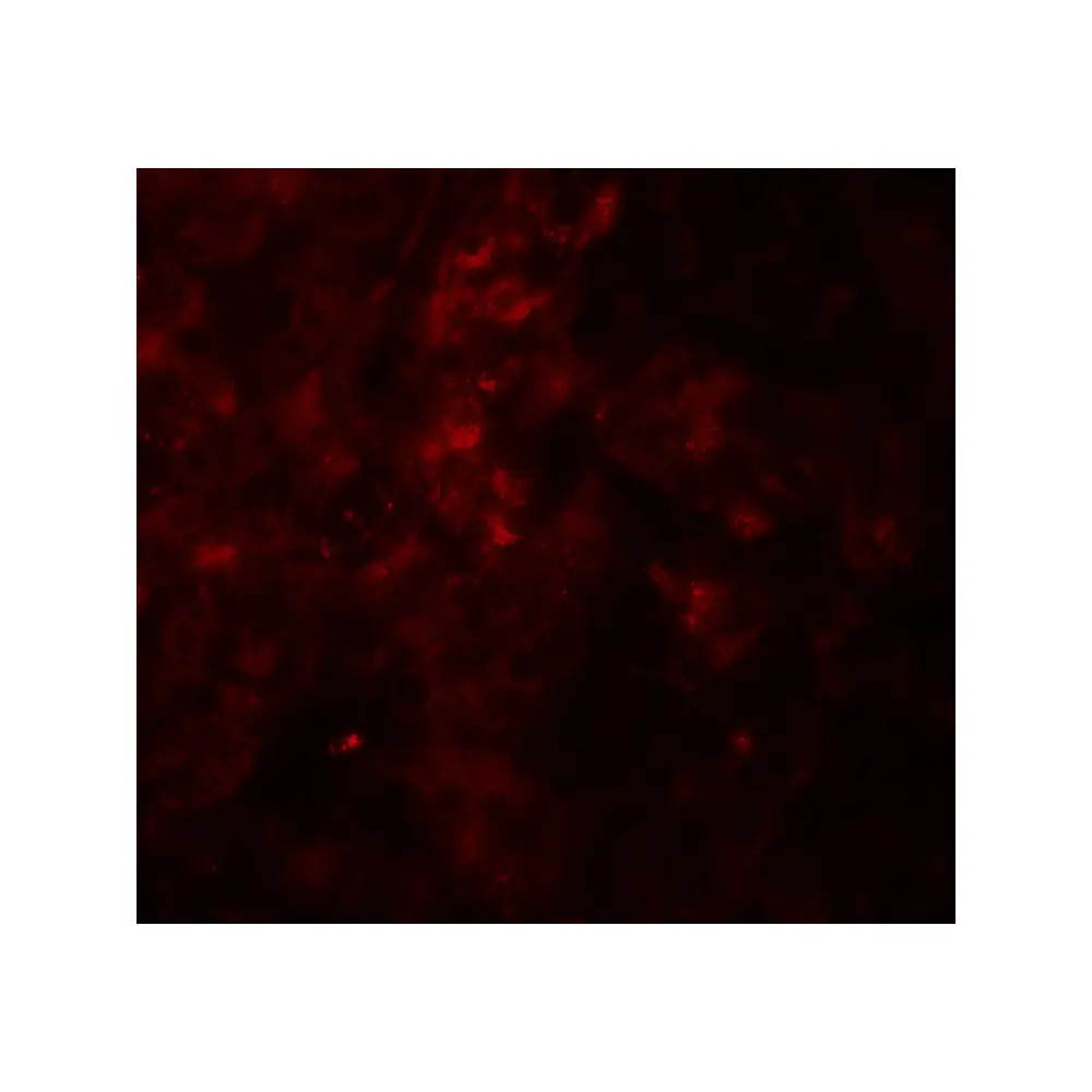 ProSci 8023 SESTRIN2 Antibody, ProSci, 0.1 mg/Unit Tertiary Image
