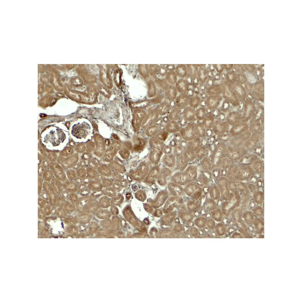 ProSci 8023 SESTRIN2 Antibody, ProSci, 0.1 mg/Unit Secondary Image