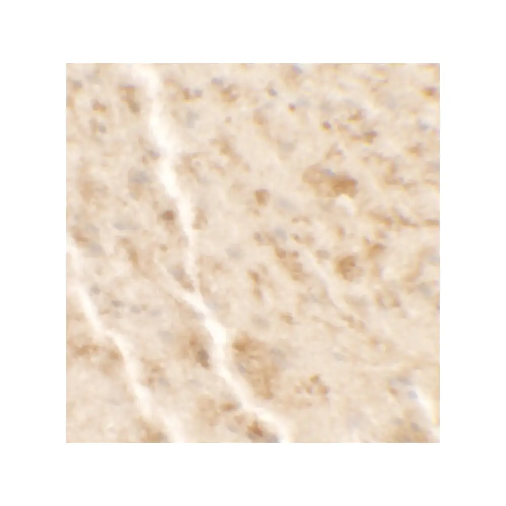 ProSci 7277 SHISA4 Antibody, ProSci, 0.1 mg/Unit Secondary Image