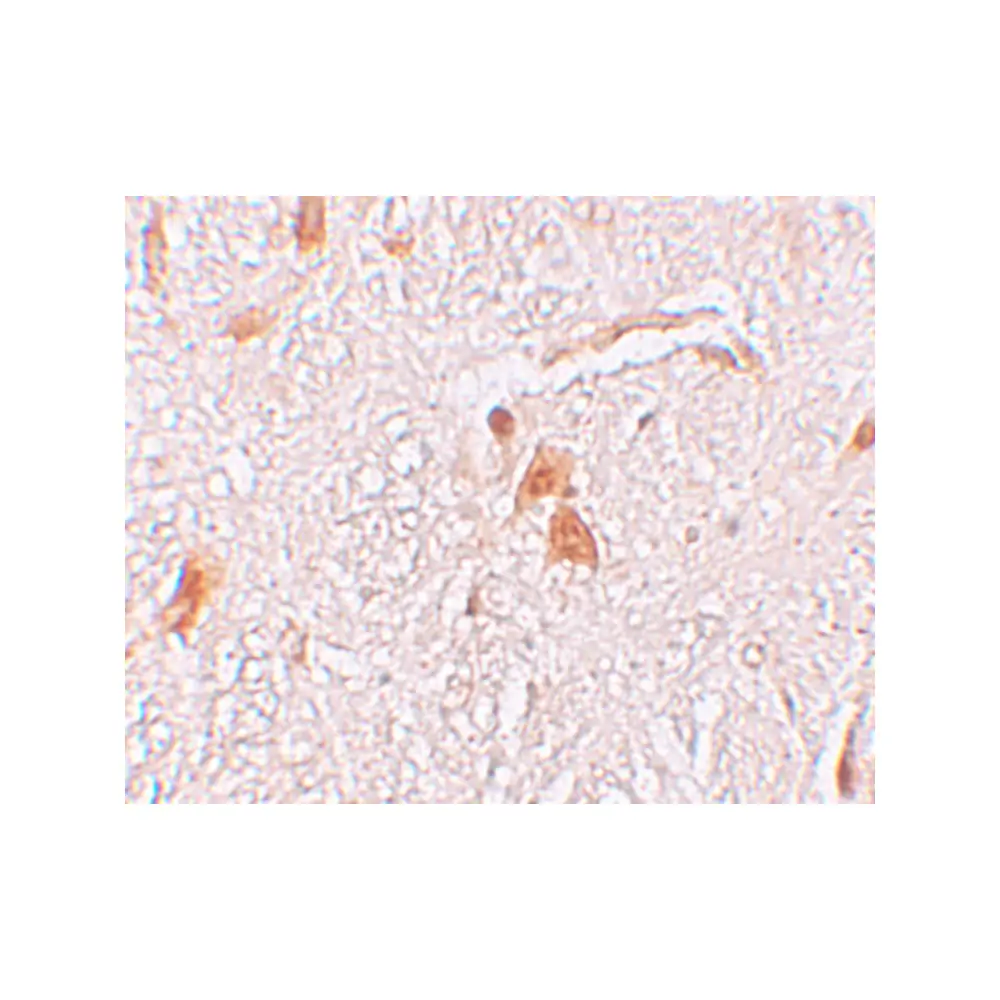 ProSci 6057 SHISA9 Antibody, ProSci, 0.1 mg/Unit Secondary Image