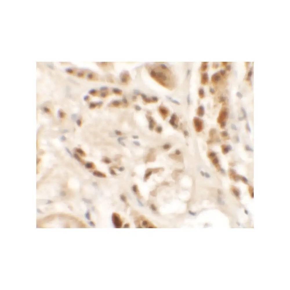 ProSci 6765 SIGLEC15 Antibody, ProSci, 0.1 mg/Unit Secondary Image