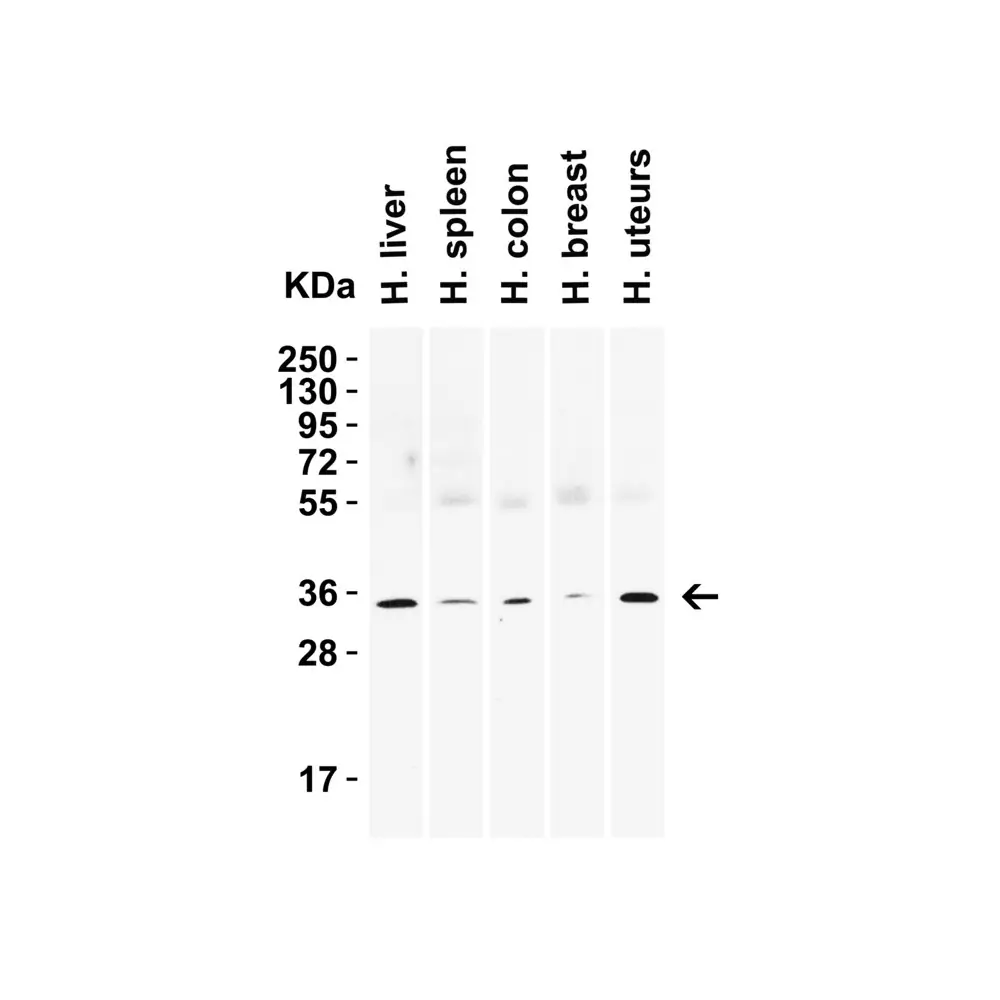 ProSci 9017 SIGLEC15 Antibody, ProSci, 0.1 mg/Unit Secondary Image